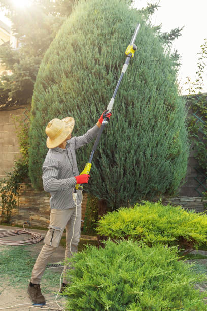 Best Grass Overseeding  in Pflugerville, TX